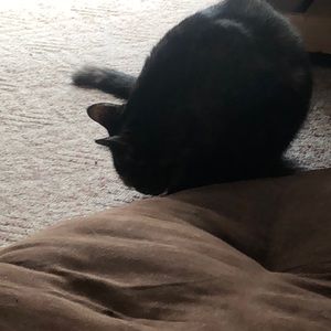 Meet your Posher, Lilyan